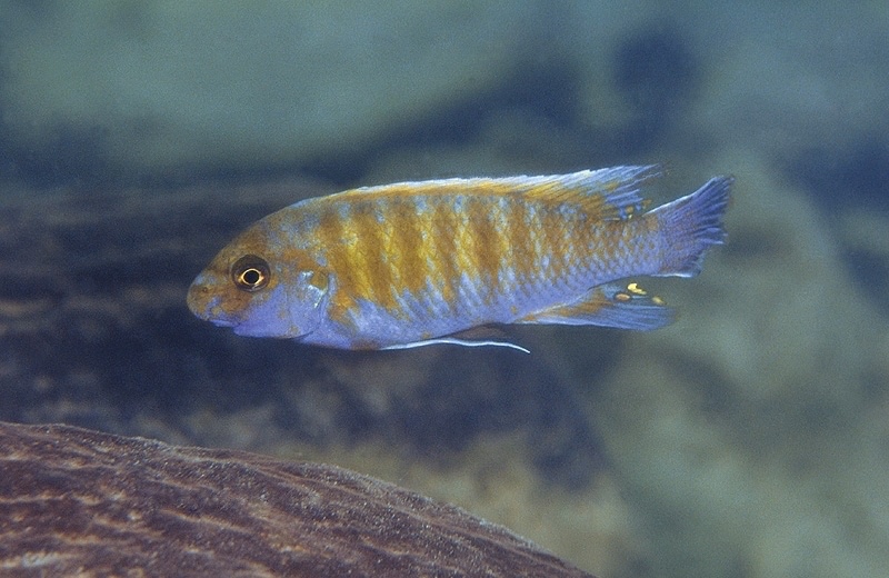 Labeotropheus trewavasae 'Mala Point'